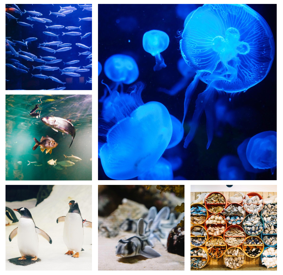 特色水底潜水探秘，探索海底奇幻世界